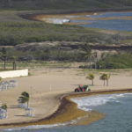 
              A tractor sweeps a beach lined with seaweed along the Atlantic shore in Frigate Bay, St. Kitts and Nevis, Wednesday, Aug. 3, 2022. A record amount of seaweed is smothering Caribbean coasts from Puerto Rico to Barbados as tons of brown algae kill wildlife, choke the tourism industry and release toxic gases, according to the University of South Florida's Optical Oceanography Lab. (AP Photo/Ricardo Mazalan)
            