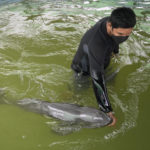 
              Veterinary Thanaphan Chomchuen takes care of a baby dolphin nicknamed Paradon at the Marine and Coastal Resources Research and Development Center in Rayong province in eastern Thailand, Friday, Aug. 26, 2022. The Irrawaddy dolphin calf was drowning in a tidal pool on Thailand’s shore when fishermen found him last month. The calf was nicknamed Paradon, roughly translated as “brotherly burden,” because those involved knew from day one that saving his life would be no easy task. But the baby seems to be on the road to recovery. (AP Photo/Sakchai Lalit)
            