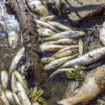 
              Dead fishes lie on the banks of the Oder River near Brieskow-Finkenheerd, eastern Germany, Thursday, Aug. 11, 2022. Huge numbers of dead fish have washed up along the banks of the Oder River between Germany and Poland. (Frank Hammerschmidt/dpa via AP)
            