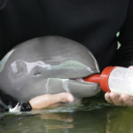 
              Volunteer Tosapol Prayoonsuk feeds a baby dolphin nicknamed Paradon with milk at the Marine and Coastal Resources Research and Development Center in Rayong province in eastern Thailand, Friday, Aug. 26, 2022. The Irrawaddy dolphin calf was drowning in a tidal pool on Thailand’s shore when fishermen found him last month. The calf was nicknamed Paradon, roughly translated as “brotherly burden,” because those involved knew from day one that saving his life would be no easy task. But the baby seems to be on the road to recovery. (AP Photo/Sakchai Lalit)
            