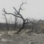 
              A charred tree is photographed after a wildfire in the region of El Tarf, near the northern Algerian-Tunisian border, Thursday, Aug.18, 2022. Wildfires raging in the forests of eastern Algeria have killed at least 26 people, according to a "provisional report" by the north African country's interior minister. (AP Photo/Mohamed Ali)
            
