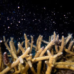 
              In this photo provided by the University of Miami's Rosenstiel School of Marine & Atmospheric Science staghorn coral spawns, Sunday, Aug. 14, 2022, near North Key Largo, Fla.  Scientists and students from the University of Miami dove into the dark waters a few miles off the shores of Miami this week as part of an effort to develop hybrid reefs.  The team from the Rosenstiel School of Marine, Atmospheric, and Earth Science was on a mission to collect eggs and sperm from spawning staghorn coral, which they hope to use to fertilize other strains of staghorn corals in a lab.  (Liv Williamson/University of Miami Rosenstiel School of Marine Atmospheric and Earth Science via AP)
            
