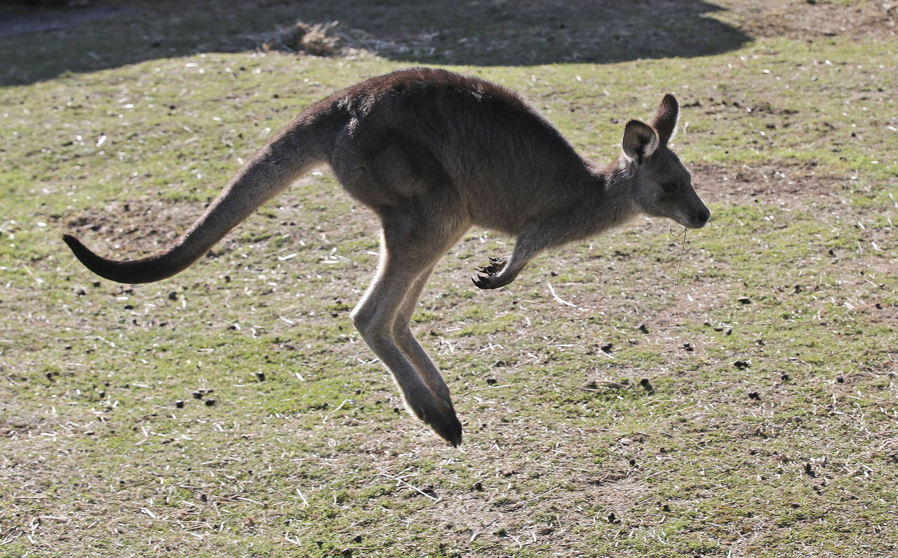 FILE - A grey kangaroo hops along a hill side in the Wombeyan Karst Conservation Reserve near Taral...