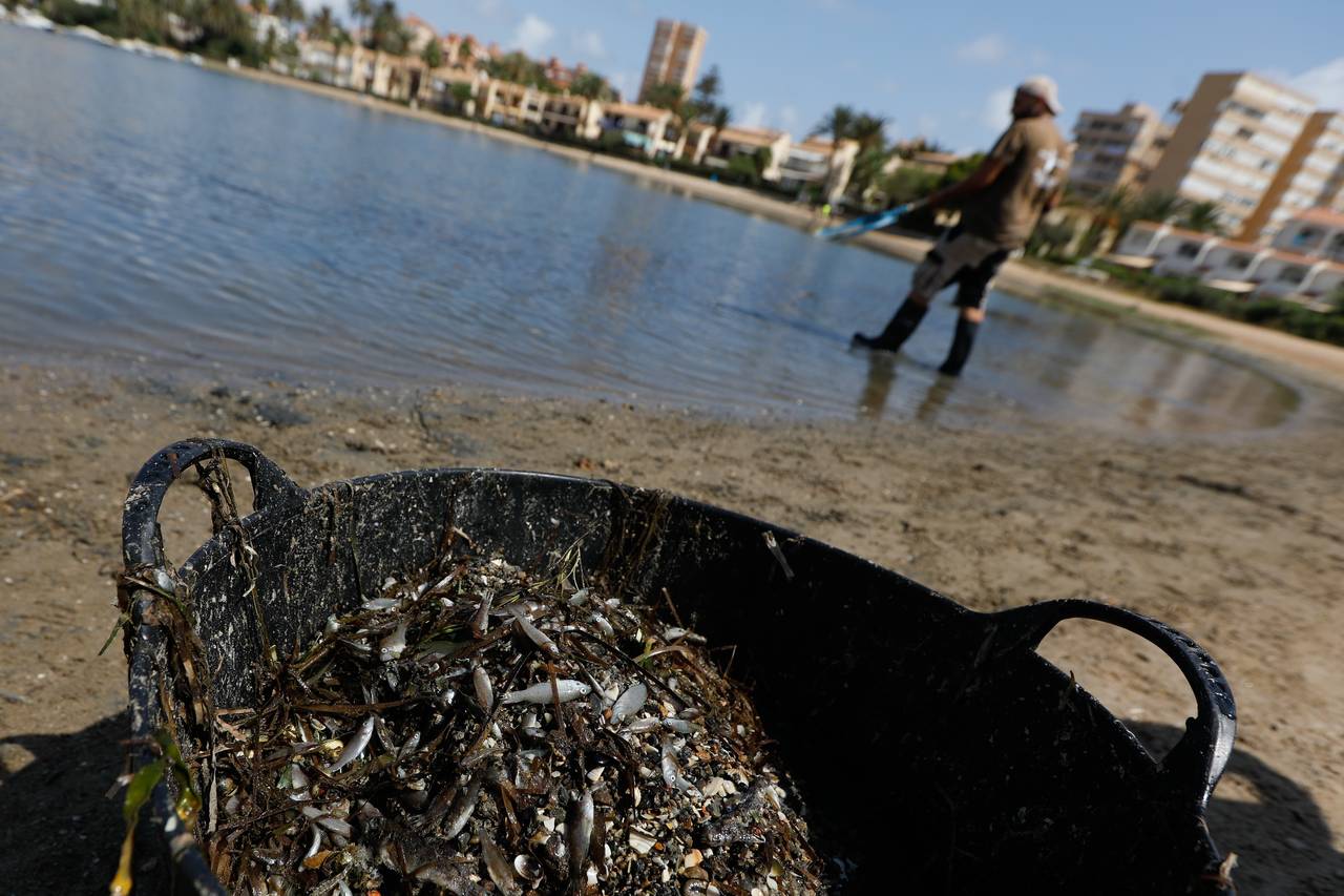 FILE - A man collects dead fish that have appeared by the shore of the Isle of Ciervo off La Manga,...