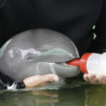 
              FILE - Volunteer Tosapol Prayoonsuk feeds a baby dolphin nicknamed Paradon with milk at the Marine and Coastal Resources Research and Development Center in Rayong province in eastern Thailand, Friday, Aug. 26, 2022. Officials who were providing emergency care for the animal said Wednesday, Sept. 7, 2022, the dolphin has died despite all their efforts. (AP Photo/Sakchai Lalit, File)
            