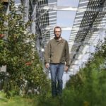 
              Farmer Christian Nachtwey walks under solar panels, installed over his organic orchard in Gelsdorf, western Germany, Tuesday, Aug. 30, 2022. Many of the apple trees grow beneath solar panels that have been producing bountiful electricity during this year's unusually sun-rich summer, while providing the fruit below with much-needed shade. (AP Photo/Martin Meissner)
            