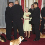 
              FILE - Britain's Queen Elizabeth II meets the New Zealand All Blacks rugby team will the royal corgis in attendance at Buckingham Palace, London Tuesday Nov. 5, 2002. Queen Elizabeth II's corgis were a key part of her public persona and her death has raised concern over who will care for her beloved dogs. The corgis were always by her side and lived a life of privilege fit for a royal. She owned nearly 30 throughout her life. She is reportedly survived by four dogs. (AP Photo/Kirsty Wigglesworth, Pool)
            