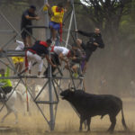 
              Men escape a bull during the 'Toro de la Vega' bull festival in Tordesillas, near Valladolid, Spain, Tuesday, Sept. 13, 2022. Hundreds of people have taken part in a centuries-old Spanish bull-chasing festival, but under orders once again that the animal should not be harmed with spears or darts. The Toro de La Vega festival in the northcentral town of Tordesillas traditionally saw the bull speared to death by revelers who chased it from the town to outlying fields on horseback and on foot. (AP Photo/Manu Fernandez)
            