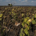 
              A tractor harvests sunflowers on a field in Donetsk region, eastern Ukraine, Friday, Sept. 9, 2022. (AP Photo/Leo Correa)
            
