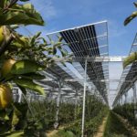 
              Solar panels are installed over an organic orchard in Gelsdorf, western Germany, Tuesday, Aug. 30, 2022. Solar installations on arable land are becoming increasingly popular in Europe and North America, as farmers seek to make the most of their land and establish a second source of revenue. (AP Photo/Martin Meissner)
            