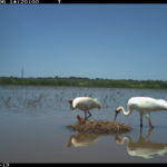 
              In this image obtained via trail camera and provided by the Louisiana Department of Wildlife and Fisheries, two adult whooping cranes, one female and the other male, stand over a one-day-old chick in Allen Parish, La., on May 6, 2022. A record eight whooping crane chicks have taken wing in Louisiana after hatching in the wild. It’s not just a record for fledglings of the world's rarest crane in Louisiana, but for any flock of the endangered birds reintroduced to the wild, the state Department of Wildlife and Fisheries said Thursday, Sept. 8, 2022. (Louisiana Department of Wildlife and Fisheries via AP)
            
