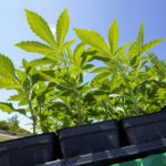 
              FILE — Marijuana plants for the adult recreational market are loaded on a tractor for planting at Hepworth Farms in Milton, N.Y., July 15, 2022. New York began accepting applications, Thursday, Aug. 25, 2022, to open its first crop of legal recreational pot shops, taking a novel approach by reserving the first licenses for people with past pot convictions or their relatives. (AP Photo/Mary Altaffer, File)
            