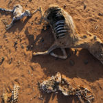 
              The remains of dead livestock and a donkey are scattered at a camp for displaced people on the outskirts of Dollow, Somalia on Wednesday, Sept. 21, 2022. Somalia has long known droughts, but the climate shocks are now coming more frequently, leaving less room to recover and prepare for the next. (AP Photo/Jerome Delay)
            