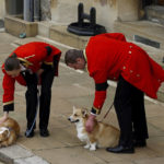 
              The royal corgis await the cortege on the day of the state funeral and burial of Britain's Queen Elizabeth, at Windsor Castle, Monday Sept. 19, 2022. (Peter Nicholls/Pool Photo via AP)
            