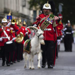 
              Lance Corporal Shenkin IV, the regimental mascot goat, accompanies the 3rd Battalion of the Royal Welsh regiment at the Accession Proclamation Ceremony at Cardiff Castle, Wales, publicly proclaiming King Charles III as the new monarch, Sunday, Sept. 11, 2022. (Ben Birchall/PA via AP)
            