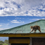 
              A macaque walks on a roof in Dharamshala, India, Thursday, Sept. 22, 2022. (AP Photo/Ashwini Bhatia)
            