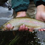 
              In this photo provided by Terry Gunn, an angler displays a rainbow trout caught at Lees Ferry near Marble Canyon, Ariz., May 10, 2010. From prized rainbow trout to protected native fish, declining reservoirs are threatening the existence of these creatures, and also increasing the cost of keeping them alive. (Terry Gunn via AP)
            