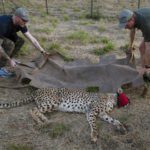 
              A male cheetah is loaded onto a stretcher after being tranquilized by wildlife veterinarian, Andy Frasier, right, at a reserve near Bella Bella, South Africa, Sunday, Sept. 4, 2022. South African wildlife officials have sent four cheetahs to Mozambique this week as part of efforts to reintroduce the species to neighboring parts of southern Africa. (AP Photo/Denis Farrell)
            