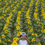 
              A woman takes selfie photos in a field of sunflowers at a park in Yeoncheon, South Korea, Monday, Sept. 12, 2022. (AP Photo/Ahn Young-joon)
            