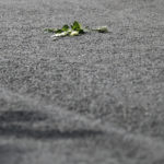
              A flower lays on a road in Ballater, Scotland, after the hearse carrying the coffin of Queen Elizabeth II passed through as it makes its journey to Edinburgh from Balmoral in Scotland, Sunday, Sept. 11, 2022. The Queen's coffin will be transported Sunday on a journey from Balmoral to the Palace of Holyroodhouse in Edinburgh, where it will lie at rest before being moved to London later in the week. (AP Photo/Scott Heppell)
            