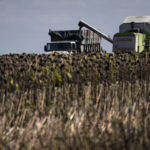 
              Seeds are poured on a truck during the sunflowers harvesting on a field in Donetsk region, eastern Ukraine, Friday, Sept. 9, 2022. Agriculture is a critical part of Ukraine's economy, accounting for about 20% of its gross national product and 40% of its export revenues before the war, according to the United Nations' Food and Agriculture Organization. The country is a key agricultural exporter and is often described as the breadbasket of Europe. (AP Photo/Leo Correa)
            