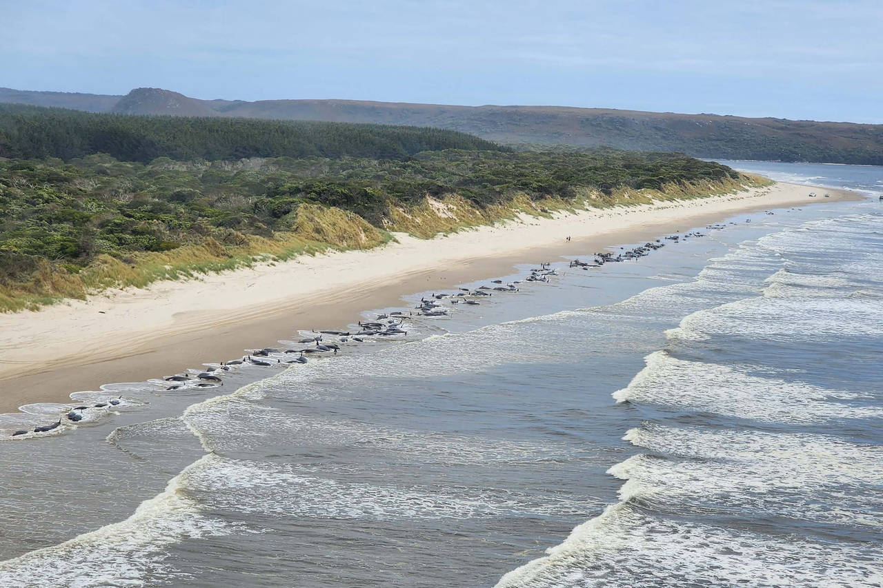 ADDS DEATHS Whales are stranded on Ocean Beach at Macquarie Harbour on the west coast of Tasmania o...