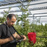 
              Researcher Fadel Hasan notes results under solar panels installed over an organic orchard in Gelsdorf, western Germany, Tuesday, Aug. 30, 2022. Solar installations on arable land are becoming increasingly popular in Europe and North America, as farmers seek to make the most of their land and establish a second source of revenue. (AP Photo/Martin Meissner)
            