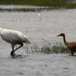 
              FILE - A captive-bred whooping crane and its wild-hatched chick forage through a crawfish pond in Jefferson Davis Parish, La., on June 11, 2018. A record eight whooping crane chicks have taken wing in Louisiana after hatching in the wild. It’s not just a record for fledglings of the world's rarest crane in Louisiana, but for any flock of the endangered birds reintroduced to the wild, the state Department of Wildlife and Fisheries said Thursday, Sept. 8, 2022. (AP Photo/Gerald Herbert, File)
            