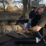 
              A tranquilized cheetah is attended to on the back of a vehicle after being darted at a reserve near Bella Bella, South Africa, Sunday, Sept. 4, 2022. South African wildlife officials have sent four cheetahs to Mozambique this week as part of efforts to reintroduce the species to neighboring parts of southern Africa. (AP Photo/Denis Farrell)
            