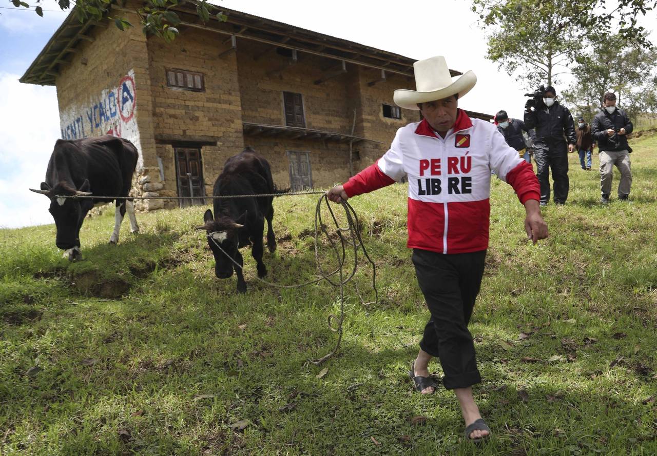 FILE - Then presidential candidate Pedro Castillo leads his cows for feeding as journalists follow,...