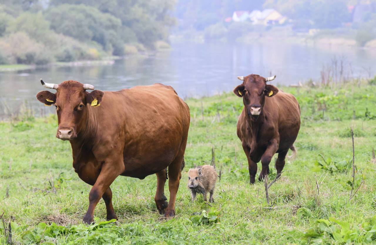 Wild boar "Frida" runs between two cows on a pasture near the river Weser in the district of Holzmi...