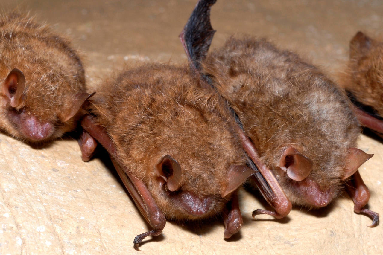 This photo provided by the U.S. Fish and Wildlife Service in September 2022 shows tricolored bats. ...