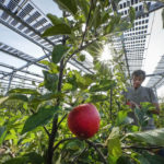 
              Researcher Juergen Zimmer checks apples under solar panels installed over an organic orchard in Gelsdorf, western Germany, Tuesday, Aug. 30, 2022. Solar installations on arable land are becoming increasingly popular in Europe and North America, as farmers seek to make the most of their land and establish a second source of revenue. (AP Photo/Martin Meissner)
            