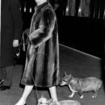 
              FILE - Britain's Queen Elizabeth II walks with one of her corgis in an undated file photo. Queen Elizabeth II's corgis were a key part of her public persona and her death has raised concern over who will care for her beloved dogs. The corgis were always by her side and lived a life of privilege fit for a royal. She owned nearly 30 throughout her life. She is reportedly survived by four dogs. (AP Photo)
            