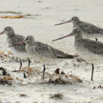 
              Bar-tailed godwits stand on the beach at Marion Bay in Australia's Tasmania state on Feb. 17, 2018. A young bar-tailed godwit appears to have set a non-stop distance record for migratory birds by flying at least 13,560 kilometers (8,435 miles) from Alaska to the Australian state of Tasmania, a bird expert said Friday, Oct. 28, 2022. (Eric Woehler via AP)
            
