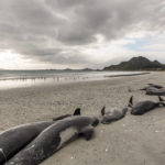 
              A string of dead pilot whales line the beach at Tupuangi Beach, Chatham Islands, in New Zealand's Chatham Archipelago, Saturday, Oct. 8, 2022. Some 477 pilot whales have died after stranding themselves on two remote New Zealand beaches over recent days, officials say. (Tamzin Henderson via AP)
            