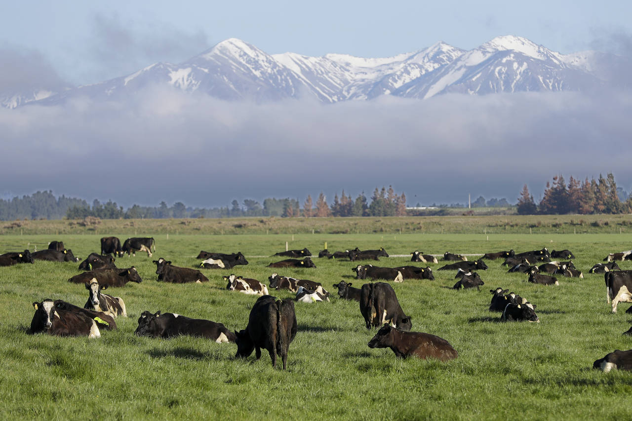 FILE - Dairy cows graze on a farm near Oxford, in the South Island of New Zealand on Oct. 8, 2018. ...