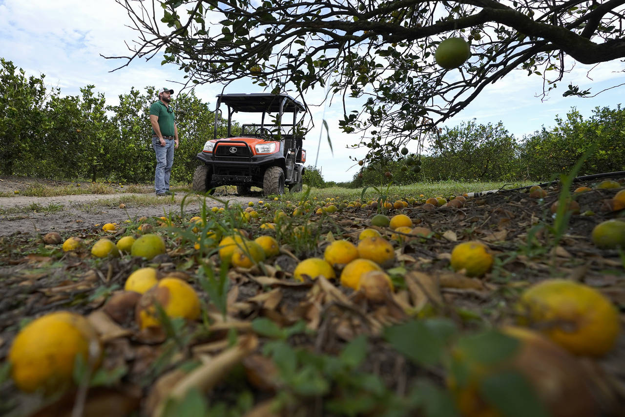 FILE - Fifth generation farmer Roy Petteway looks at the damage to his citrus grove from the effect...
