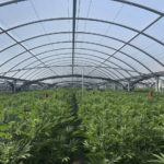 
              FILE - This photo released by the Riverside Police Department shows an illegal pot farm in Riverside, Calif., on April 18, 2019. California Attorney General Rob Bonta announced Tuesday, Oct. 11, 2022, the state will expand it's 13-week program to eradicate illegally cultivated cannabis to a year-round program. The Eradication and Prevention of Illicit Cannabis, (EPIC) program will focus on addressing environmental, economic and labor crimes associated with the illegal cultivation of marijuana. (Riverside Police Department via AP, File)
            