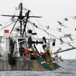 
              FILE- Gulls follow a shrimp fishing boat as crewmen haul in their catch in the Gulf of Maine in this Jan. 6, 2012 file photo. Several once-profitable fish species on both coasts of the U.S. are the subject of quota cuts, seasonal closures and other restrictions as populations have fallen as waters have warmed. (AP Photo/Robert F. Bukaty, File)
            