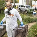 
              In this image provided by the ASPCA, an ASPCA worker carries enclosures for some of the nearly 300 rabbits, birds and other animals rescued from a home in Miller Place, N.Y., Tuesday, Oct. 18, 2022, on New York's Long Island. The owner of the home, Karin Keyes, 51, was charged with multiple counts of cruel confinement of animals, prosecutors announced. (Terria Clay/ASPCA via AP)
            