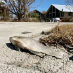 
              A dead fish lies in the street as residents of Florida’s Gulf Coast barrier islands are returning to assess the damage from Hurricane Ian, Thursday, Oct. 6, 2022, in Sanibel Island, Fla., despite limited access to some areas. (AP Photo/Scott Smith)
            