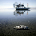 
              FILE - Oxygen-starved tilapia float in a shallow Salton Sea bay near Niland, Calif., on April 29, 2015. Arizona Sen. Mark Kelly on Tuesday, Oct. 25, 2022, urged the federal government to withhold money for environmental cleanup at the Salton Sea until California agrees to give up more of its river water. (AP Photo/Gregory Bull, File)
            