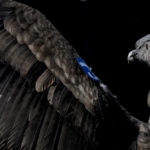 
              An Andean condor named Yastay, meaning "God that is protector of the birds," in the Quechua Indigenous language, spreads his wings after being freed by the Andean Condor conservation program where he was born almost three years prior in Sierra Paileman in the Rio Negro province of Argentina, Friday, Oct. 14, 2022. For 30 years the Andean Condor Conservation Program has hatched chicks in captivity, rehabilitated others and freed them across South America. (AP Photo/Natacha Pisarenko)
            