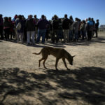 
              A dog passes as local authorities, conservationists and residents gather to free two Andean condors born in captivity almost three years prior in the Sierra Paileman where the Andean Condor Conservation Program is located in the Rio Negro province of Argentina, Friday, Oct. 14, 2022. For 30 years the program has hatched chicks in captivity, rehabilitated others and freed them across South America. (AP Photo/Natacha Pisarenko)
            