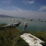 
              Juan Hernandez enters Lake Texcoco to collecting ahuautle, also known as the Mexican caviar, near to Mexico City, Tuesday, Sept. 20, 2022. Hernandez wades through the calf-high waters towards the pine branches he had poked into the muddy lakebed the week before, where the bird-fly bugs deposit their eggs he collects. (AP Photo/Fernando Llano)
            