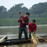 
              Fishermen brothers Gibson, right, and Manuel Cunha Da Lima raise a pirarucu fish from a lake in San Raimundo settlement, at Medio Jurua region, Amazonia State, Brazil, Monday, Sept. 5, 2022. When the fishers catch one, they haul in the net and club the fish in the head. Then they put it in their small boat. When it's very heavy, two or three men are required to do the job. (AP Photo/Jorge Saenz)
            