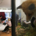 
              A taxidermied fox watches over voting at a polling site in Flat Rock Brook Nature Center in Englewood, N.J., Tuesday, Nov. 8, 2022. (AP Photo/Seth Wenig)
            