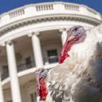 
              The two national Thanksgiving turkeys, Chocolate and Chip, are photographed following a pardoning ceremony at the White House in Washington, Monday, Nov. 21, 2022. (AP Photo/Andrew Harnik)
            
