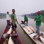 
              Fishermen join boats to pass fish from the boat used to catch, left, to the motorized one, right, used to transport it faster to the processing ship, in San Raimundo settlement lake, Carauari, Brazil, Tuesday, Sept. 6, 2022. Along the Jurua River, a tributary of the Amazon, riverine settlers and Indigenous villages are working together to promote the sustainable fishing of near magic fish called pirarucu. (AP Photo/Jorge Saenz)
            